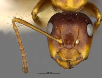 Media type: image;   Entomology 21524 Aspect: head frontal view